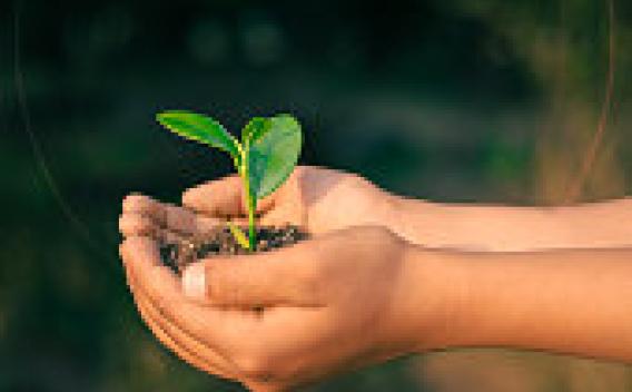 Seeds of Hope
